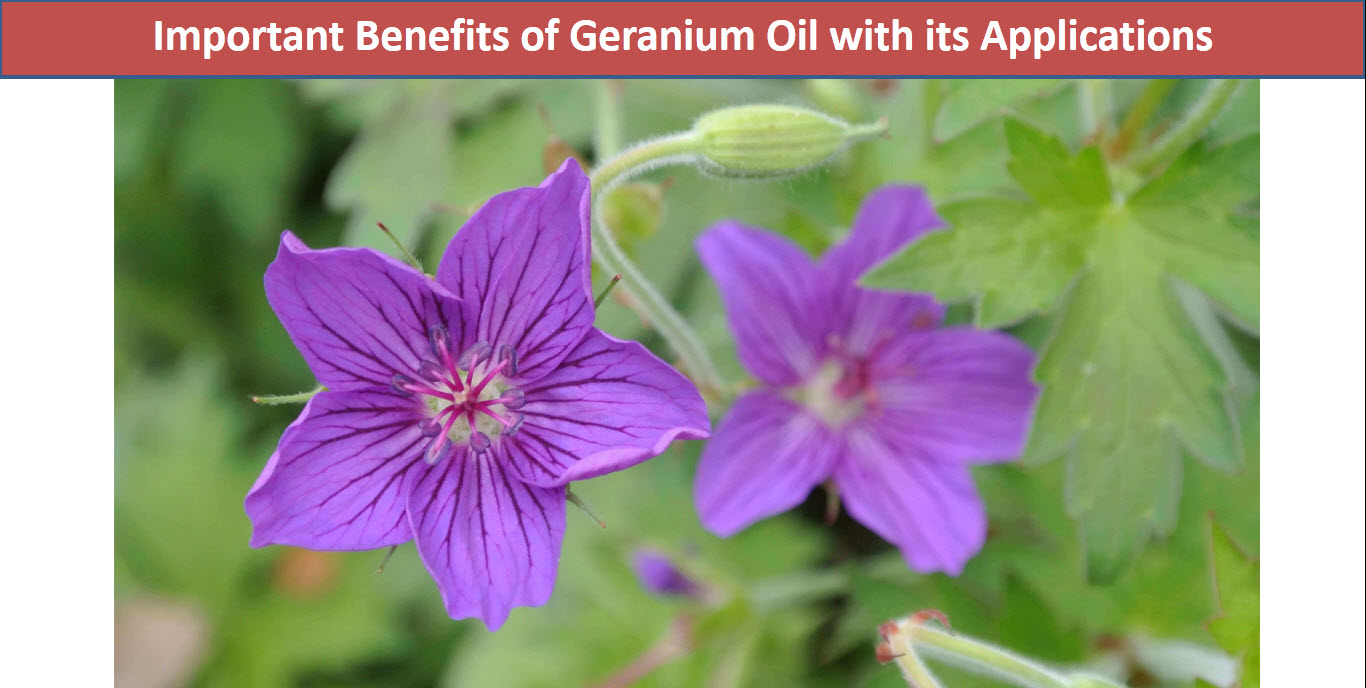 Geranium Oil Uses and Benefits