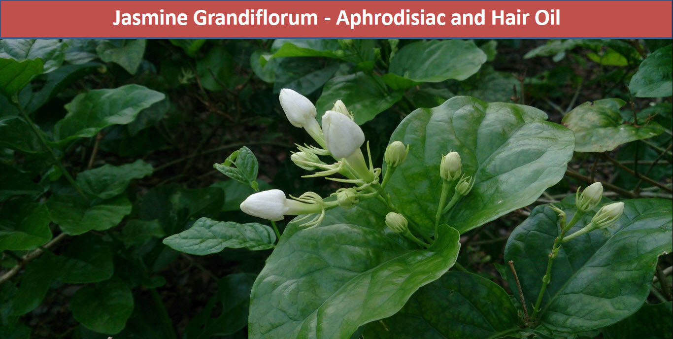 Jasmine Grandiflorum Aphrodisiac and Hair Oil