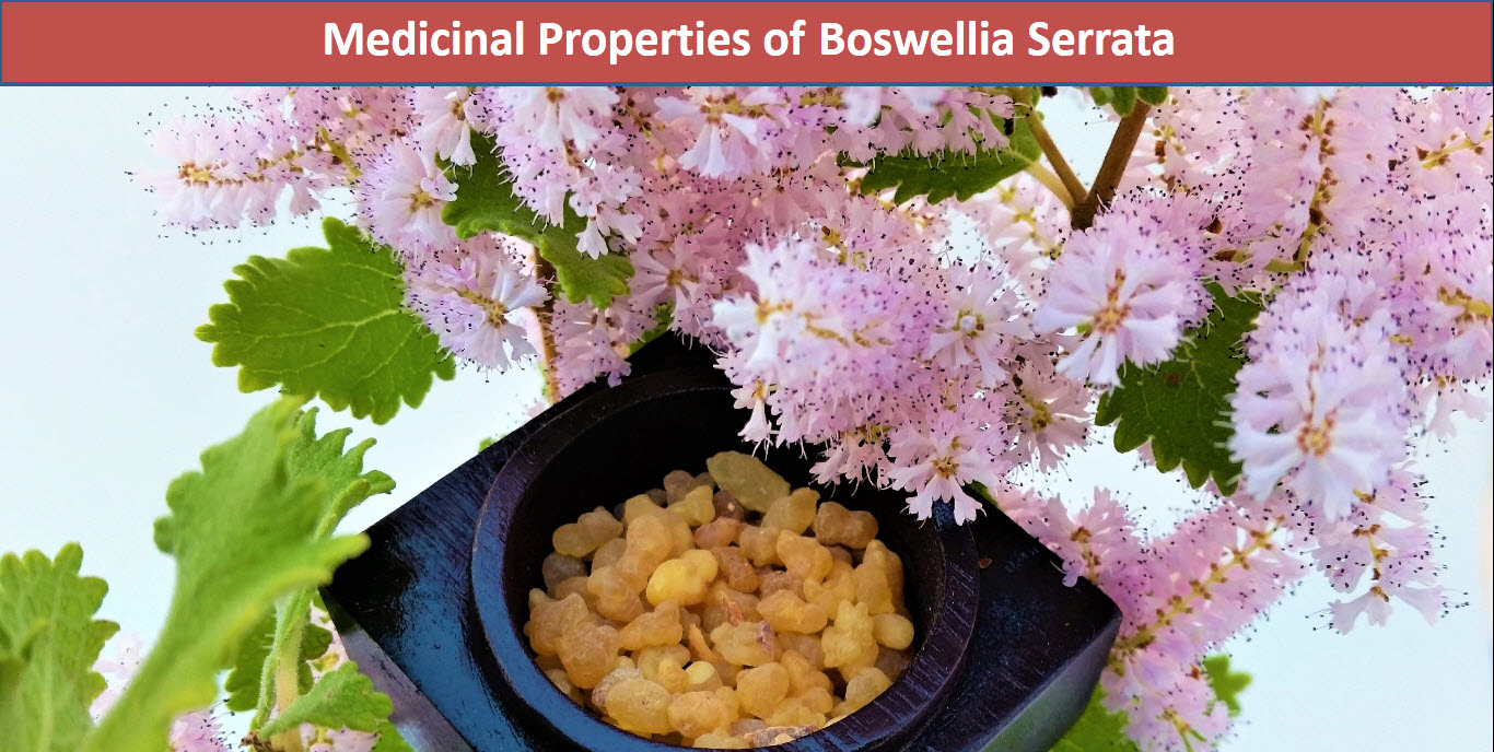 Medicinal Properties Of Boswellia Serrata