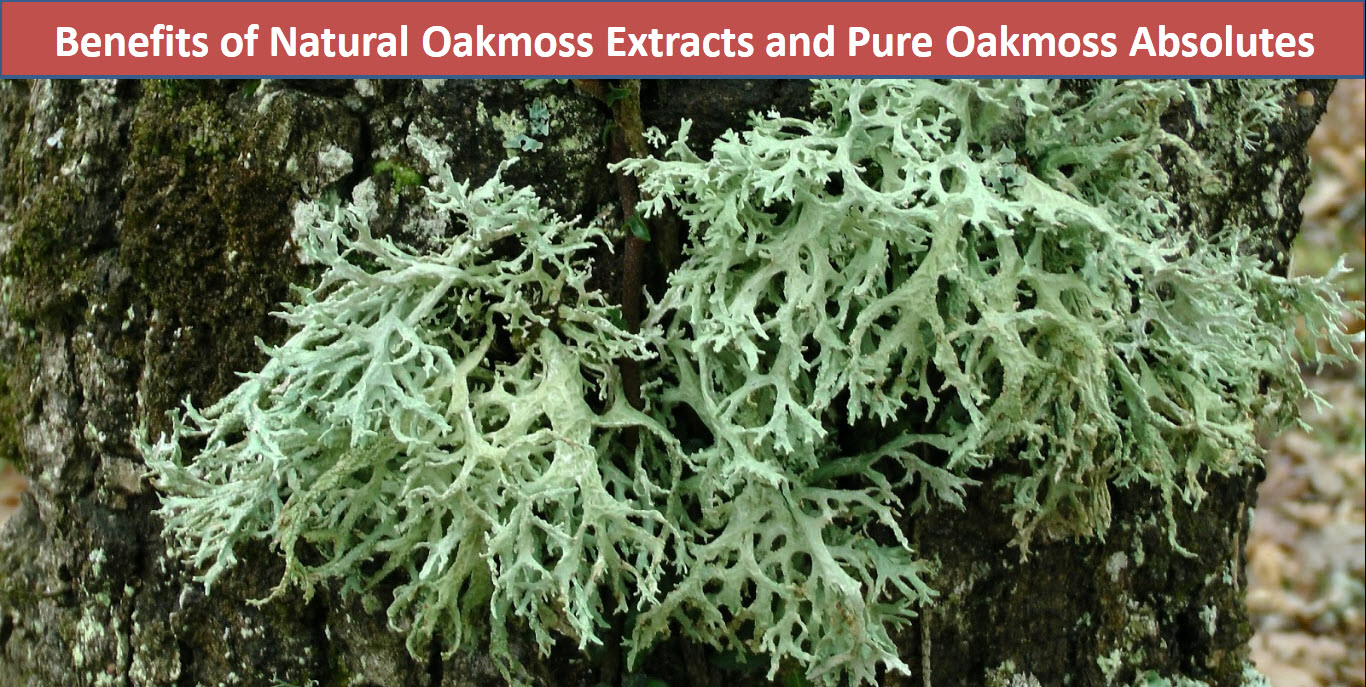The health benefits of Oak Moss Essential Oil can be attributed to its  properties like anti septic, demulcent,…