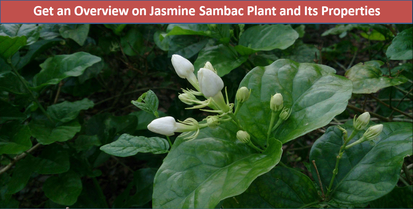Jasmine Plant 25 Seeds Indoor/Outdoor Herbal Plant with Tiny White Flowers