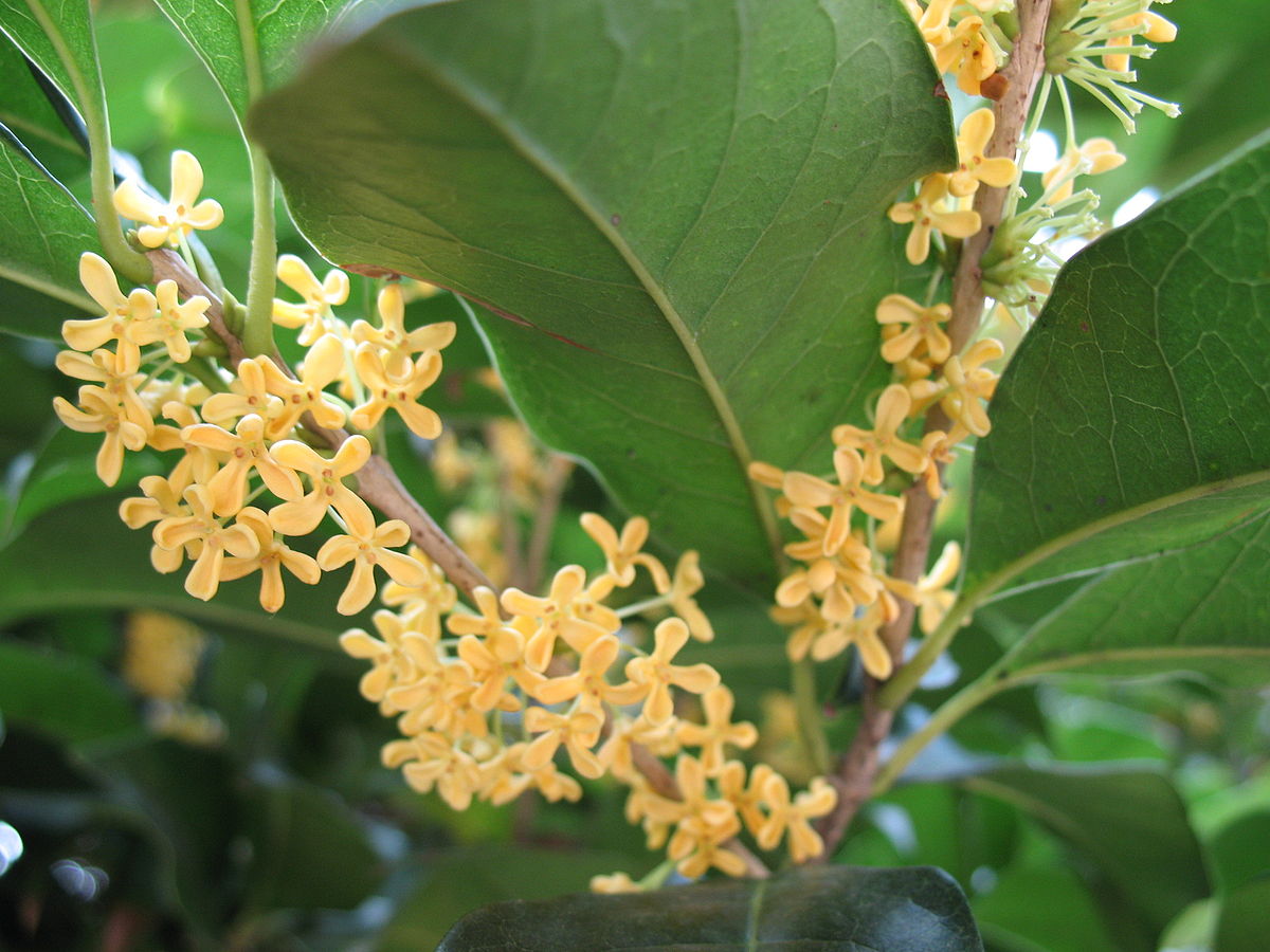 Osmanthus Pure Essential Oil 