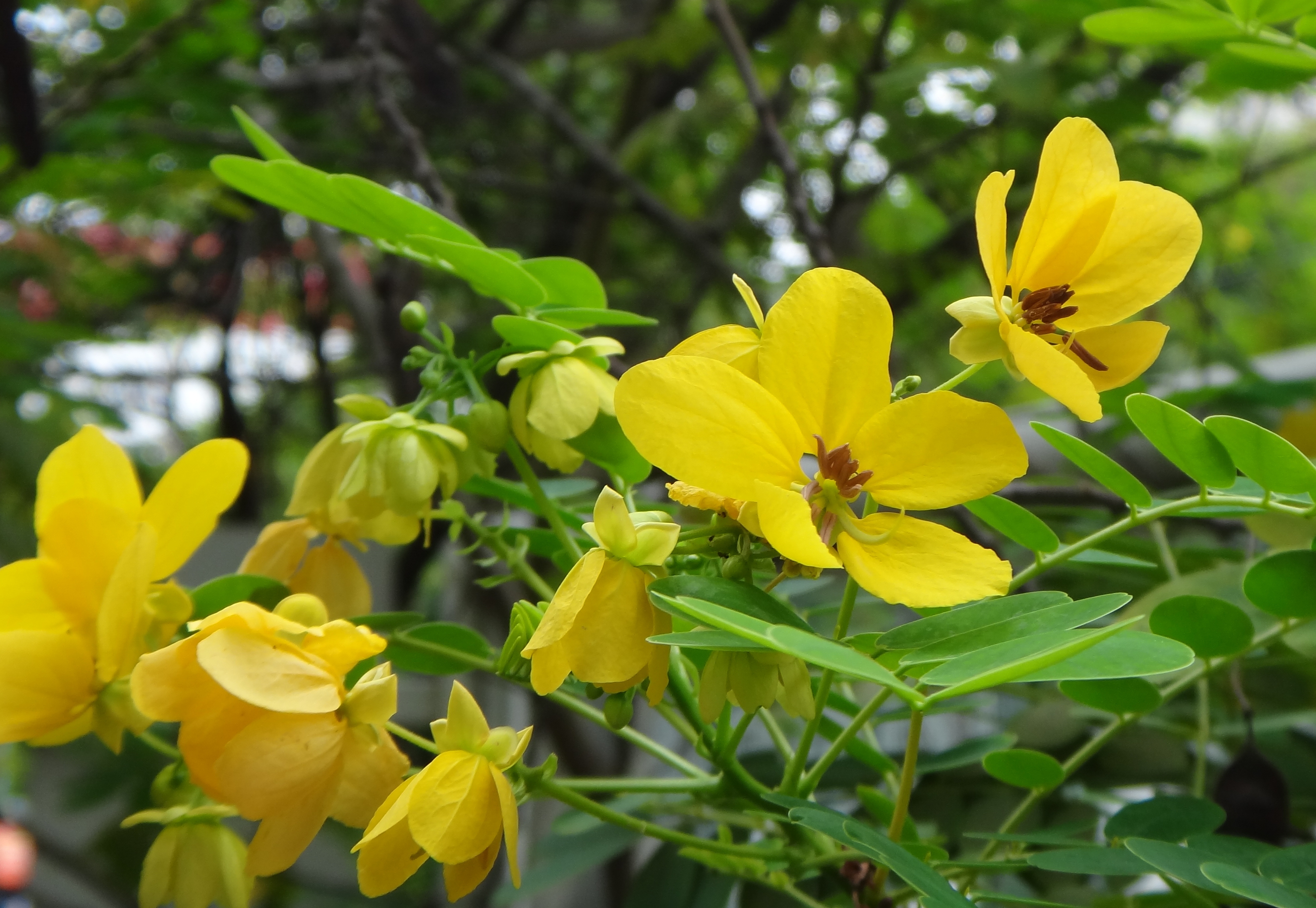 BMV Fragrances offers best quality cassia gum including reconstitution of cassia, Senna Obtusifolia, Cassia Fistula and is used in reforestation projects and species from desert climates can be used to prevent desertification.
