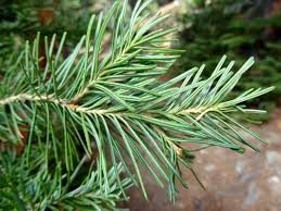 Fir Needle Essential Oil