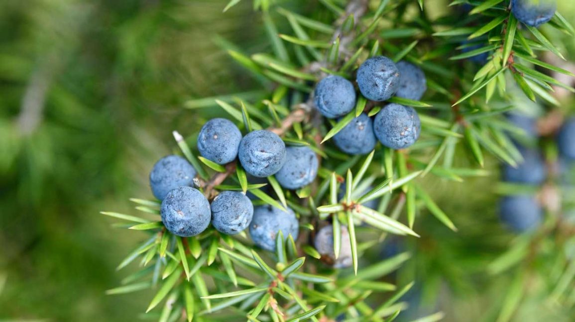 Juniper Berry Oil