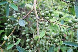 Litsea Cubeba (Reconstitution)