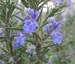 100% Pure & Natural Rosemary Oil used as a decorative plant in gardens and has many culinary and medical uses.