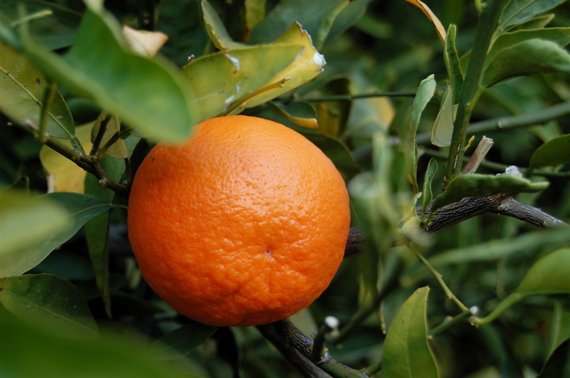 Tangerine Oil is machine pressed from the ped of the ripe fruit in the canning factories. The oil is orange colored, mobile and with a fresh, sweet odor, reminiscent of bitter orange and of Valencia orange oil, rather than of mandarin oil.