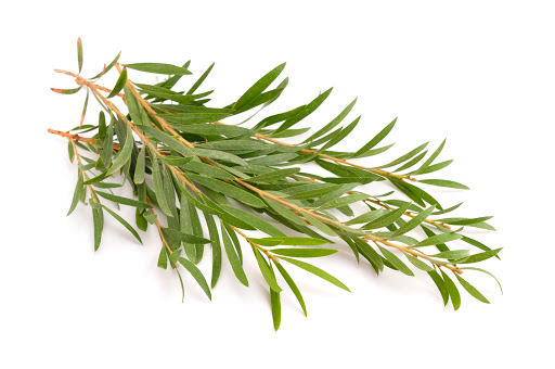 BMV Fragrances offers Tea Tree Oil including Pure and Natural Melaleuca Oils, M. Leucadendra Oil, Bettafix (cajeput tree oil), resins, resinoids, absolutes, reconstitutions, and perfumery base at best prices.